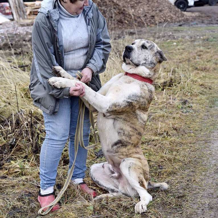 Собаки в Москве: Белый щенок Дин от папы-алабая ищет дом Мальчик, Бесплатно - фото 6