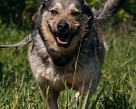 Собаки в Химках: Невероятный Зорро Мальчик, Бесплатно - фото 1