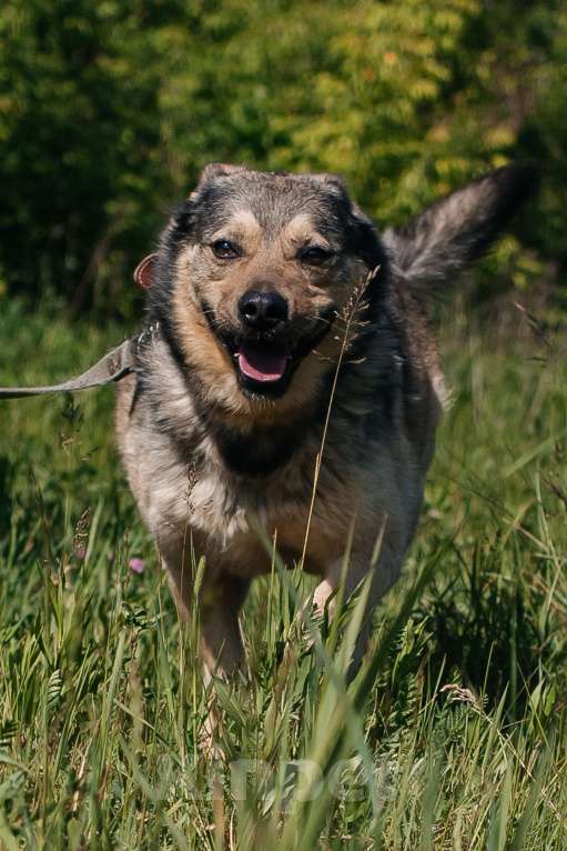 Собаки в Химках: Невероятный Зорро Мальчик, Бесплатно - фото 1