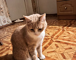 Кошки в Симферополе: Отдам кота в добрые руки Мальчик, Бесплатно - фото 2