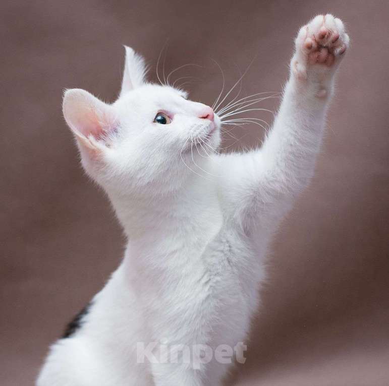 Кошки в Москве: Недолюбленная малышка Девочка, Бесплатно - фото 4