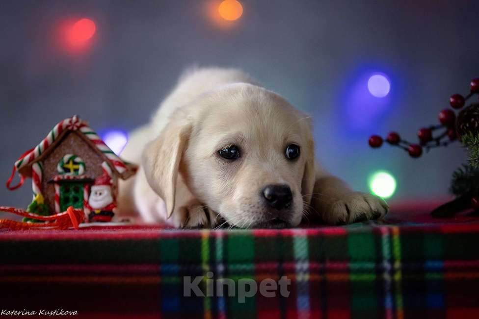 Собаки в Москве: Щенок лабрадора  Девочка, 80 000 руб. - фото 3
