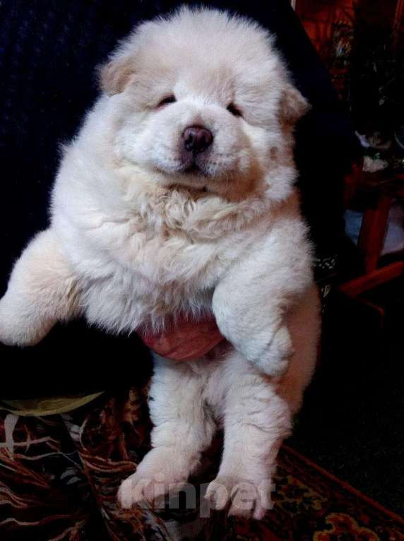 Собаки в других городах Московской области: Белёк Мальчик, 40 000 руб. - фото 1