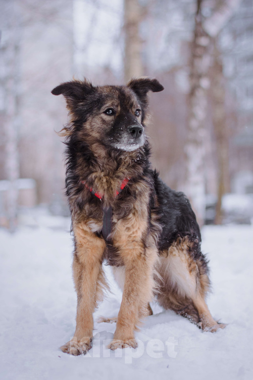 Собаки в Москве: Айва Девочка, Бесплатно - фото 3