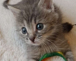 Кошки в Чехове: Котенок Сильва,модель не известна,год выпуска 2024 Девочка, 100 руб. - фото 5