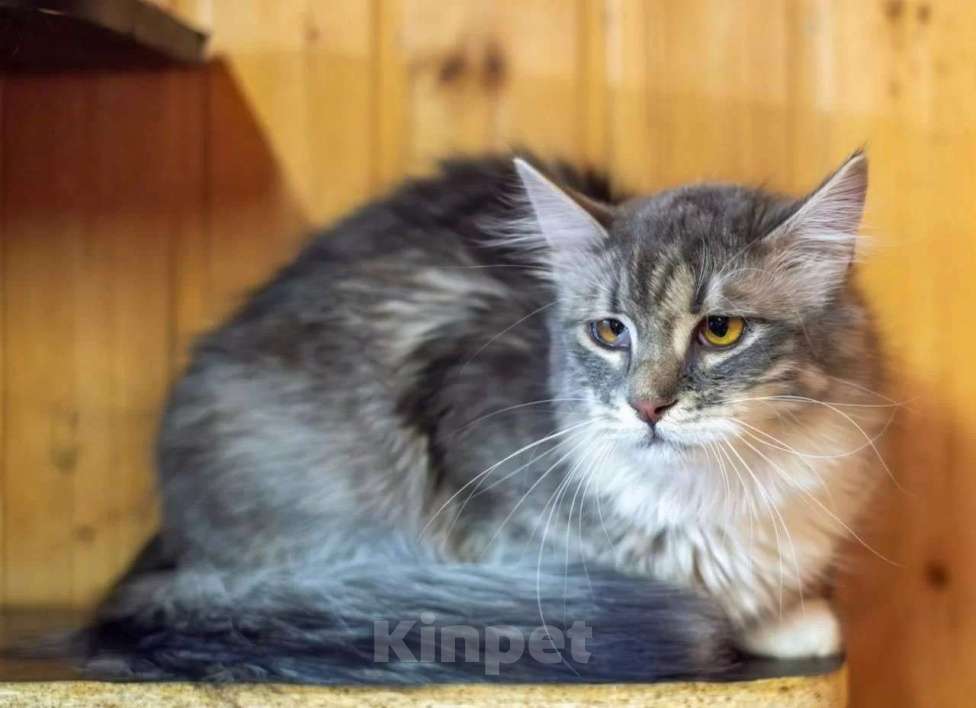 Кошки в Москве: Кошечка Сьюзи ищет любящую семью. Девочка, Бесплатно - фото 6