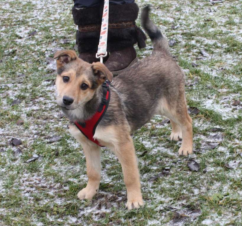 Собаки в Москве: Малышка Нюша очень ждет своего родного ЧЕЛОВЕКА. Девочка, Бесплатно - фото 6