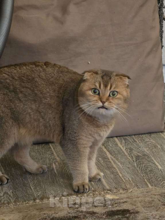 Кошки в Москве: Связка  Мальчик, Бесплатно - фото 1