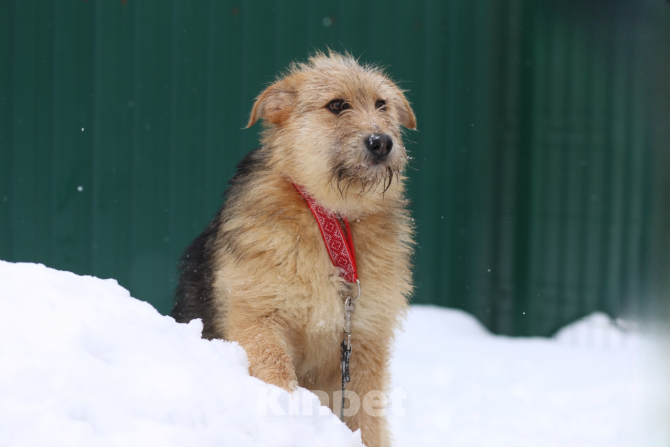 Собаки в Москве: щенок Арчи в добрые руки Мальчик, Бесплатно - фото 3