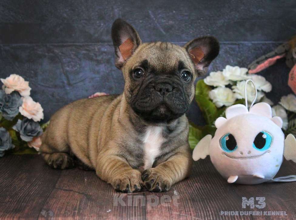 Собаки в других городах Воронежской области: Щенок французского бульдога Мальчик, 60 000 руб. - фото 4