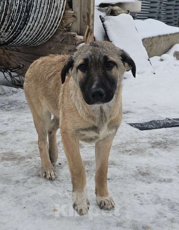 Собаки в Москве: щенку Лаки нужна семья Мальчик, Бесплатно - фото 2