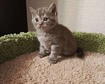 Кошки в Всеволожске: Изумительный британский малыш Мальчик, 18 000 руб. - фото 3