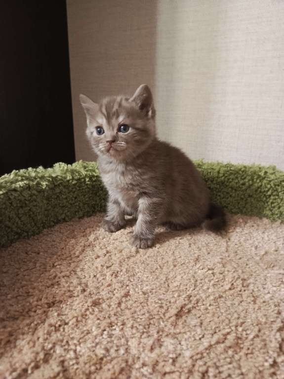 Кошки в Всеволожске: Изумительный британский малыш Мальчик, 18 000 руб. - фото 3