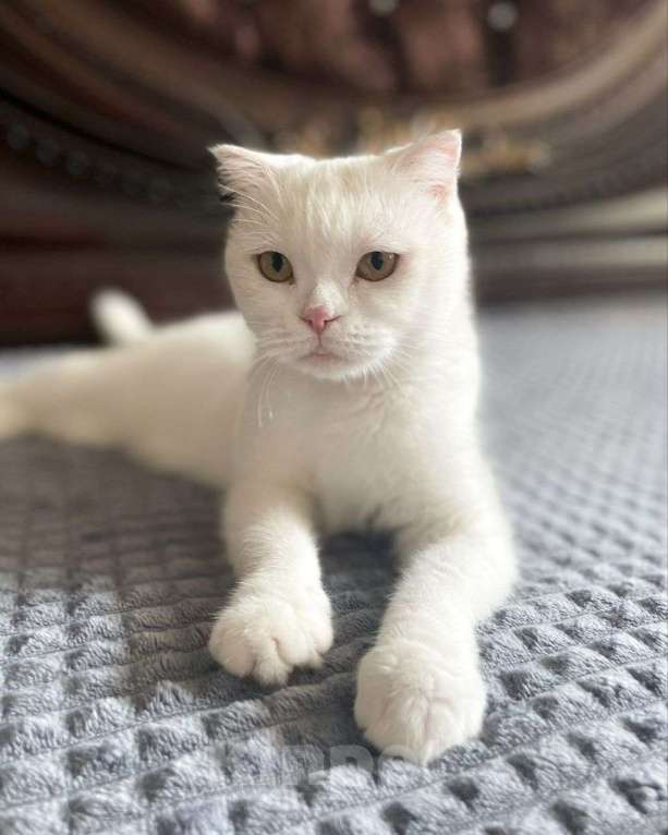 Кошки в Москве: Безответственные люди выкинули кошечку. Срочный поиск дома! Девочка, Бесплатно - фото 2