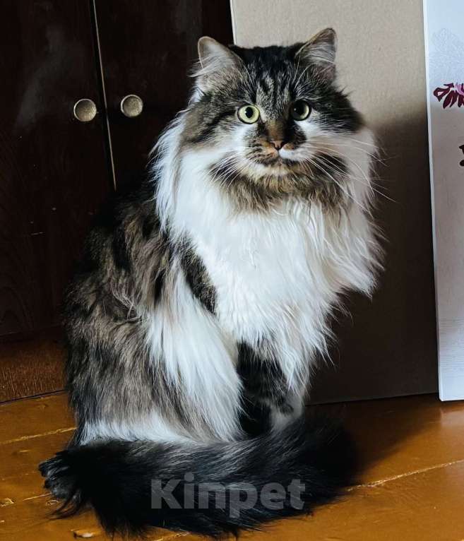 Кошки в Сергиеве Посаде: Кот Ральф Мальчик, Бесплатно - фото 1