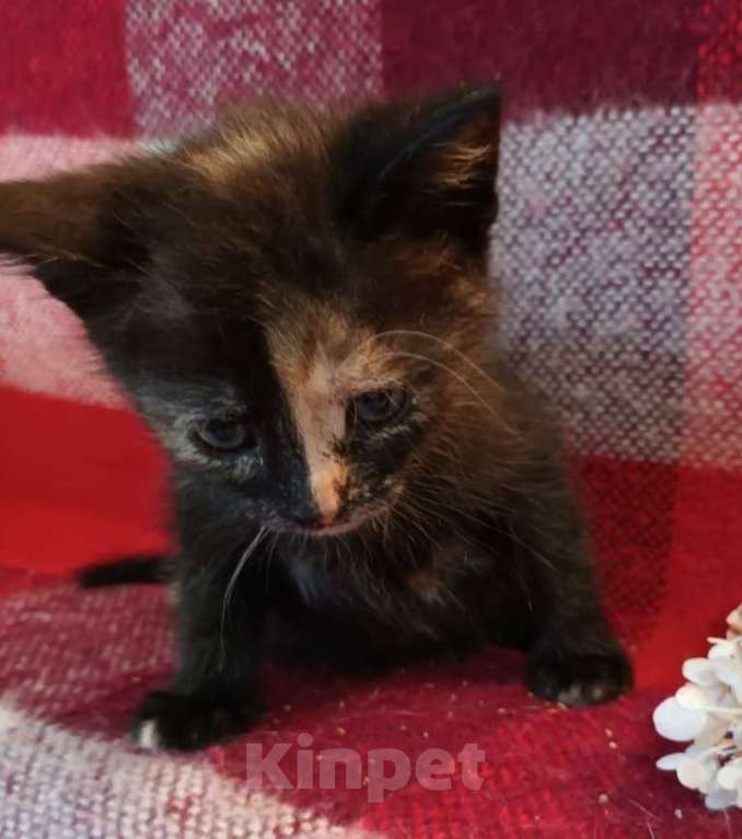 Кошки в Москве: Трехцветный котенок в дар Девочка, Бесплатно - фото 4