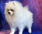 Собаки в Москве: Померанский шпиц, щенок Мальчик, 55 000 руб. - фото 6