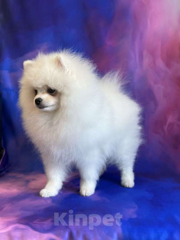 Собаки в Москве: Померанский шпиц, щенок Мальчик, 55 000 руб. - фото 6