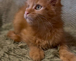 Кошки в Москве: Рыжий котенок  Мальчик, 45 000 руб. - фото 1