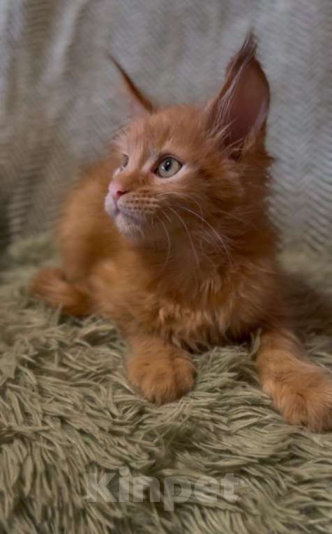 Кошки в Москве: Рыжий котенок  Мальчик, 45 000 руб. - фото 1