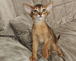 Кошки в Мытищах: Абиссинские котята в домашние любимцы Девочка 1 Девочка, 45 000 руб. - фото 4