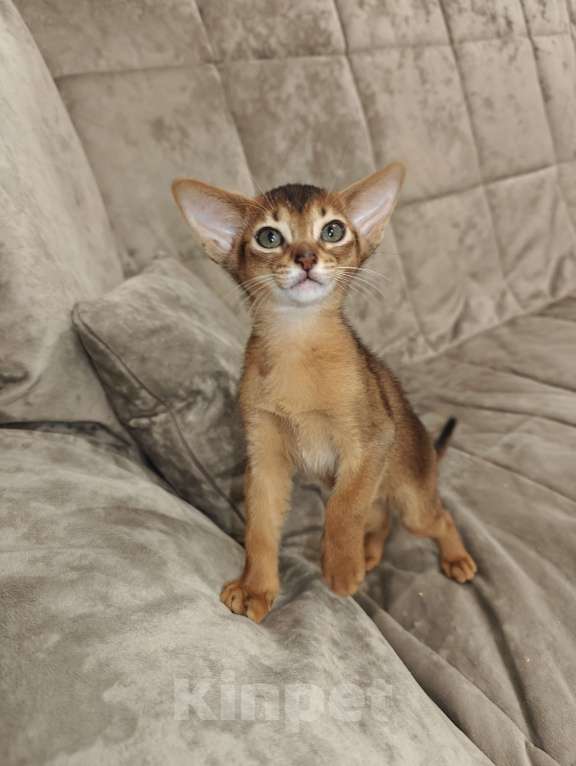 Кошки в Мытищах: Абиссинские котята в домашние любимцы Девочка 1 Девочка, 45 000 руб. - фото 4