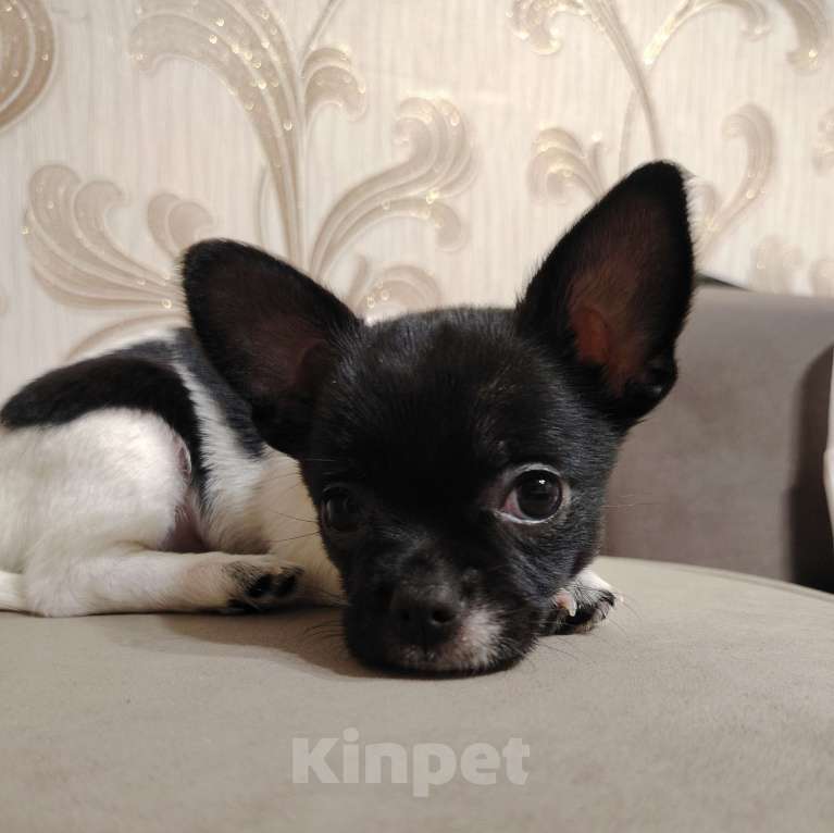 Собаки в Саратове: Девочка Девочка, 17 000 руб. - фото 2