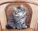 Кошки в Ливны: Шикарные котята Невской маскарадной, 10 000 руб. - фото 1