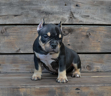 Мальчик Американский булли микро формата