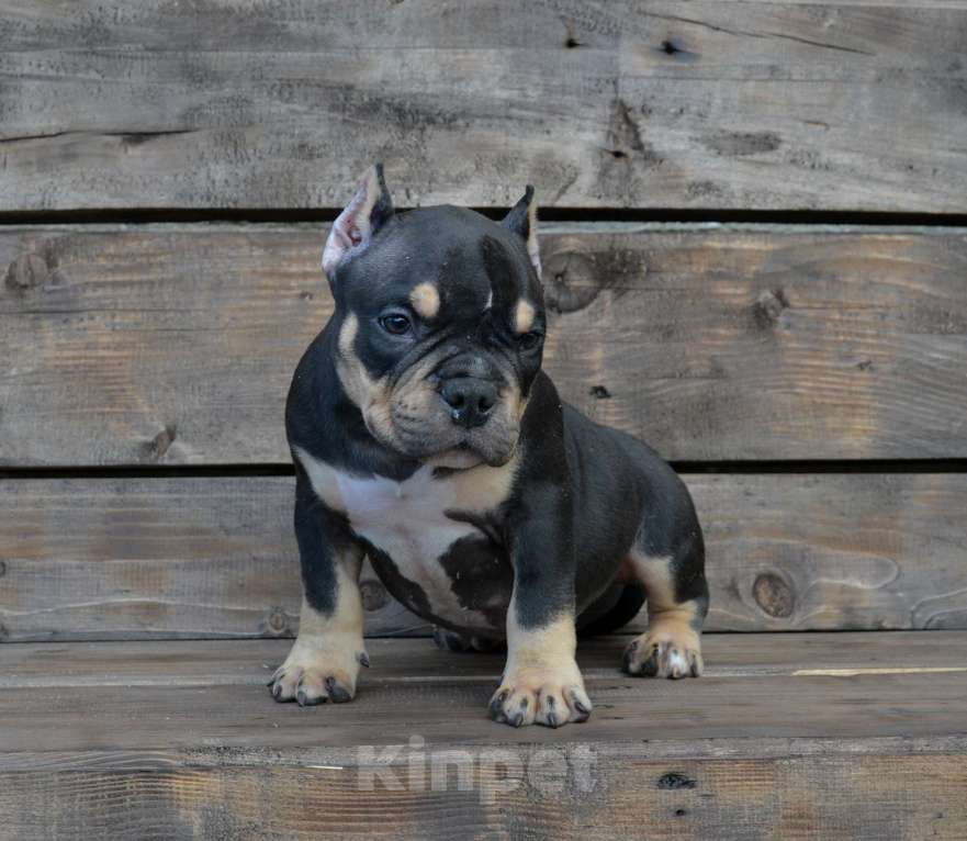 Собаки в Москве: Мальчик Американский булли микро формата Мальчик, Бесплатно - фото 1