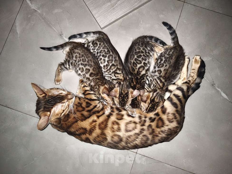 Кошки в Москве: Бенгальский котёнок 1,5 мес  Девочка, 40 000 руб. - фото 2