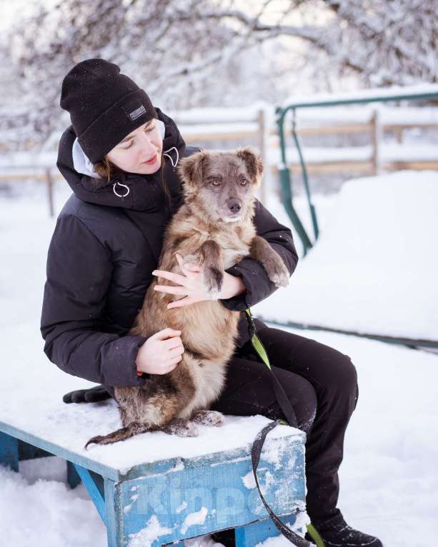 Собаки в Москве: Необычный щенок окраса мерле в дар Девочка, Бесплатно - фото 5