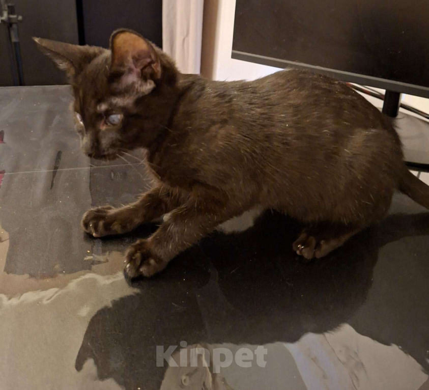 Кошки в Москве: Лайла котенок в добрые руки  Девочка, Бесплатно - фото 3