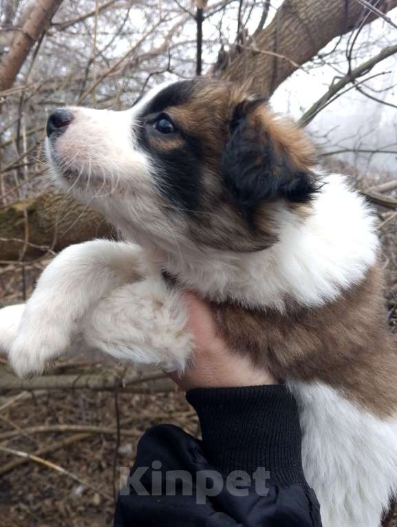 Собаки в Уварово: Щенки Девочка, Бесплатно - фото 3