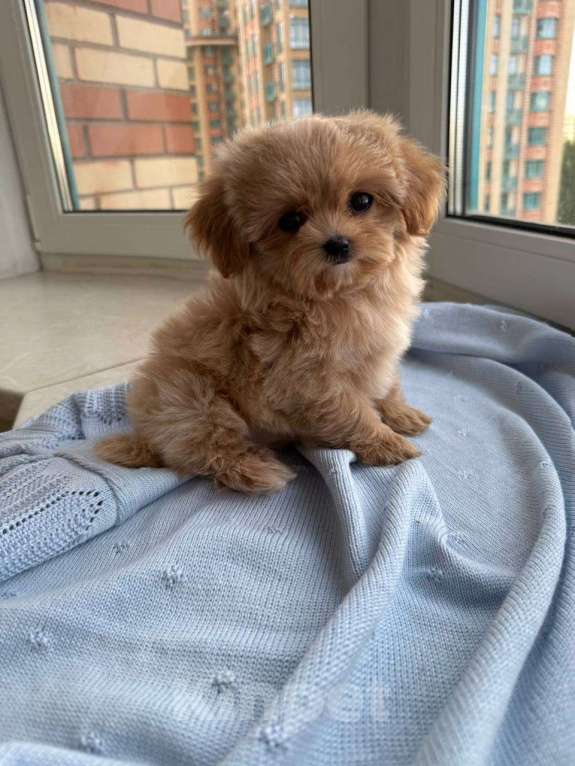 Собаки в Москве: Щенки Мальтипу микро ф1 из Китая  Девочка, Бесплатно - фото 4