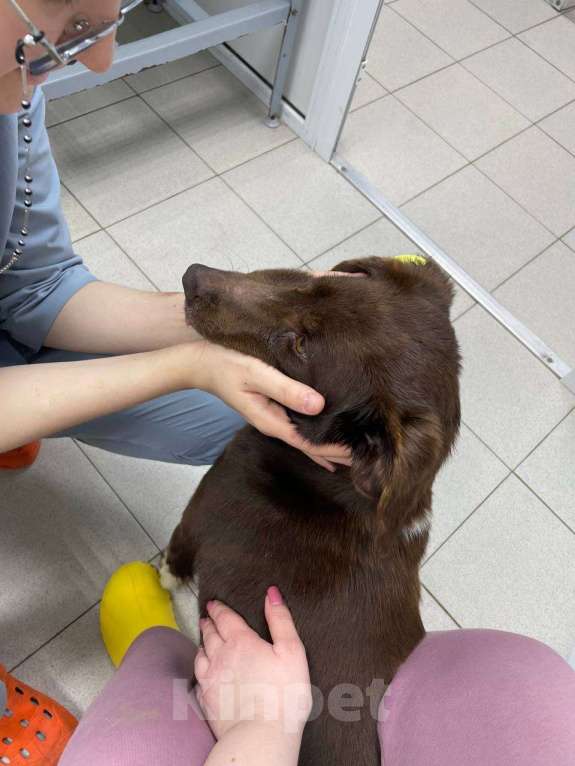 Собаки в Москве: Каштанка ищет дом или передержку Девочка, Бесплатно - фото 8