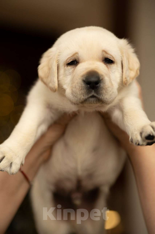 Собаки в Санкт-Петербурге: IRISLAV COMPLIMENT Мальчик, 140 000 руб. - фото 1