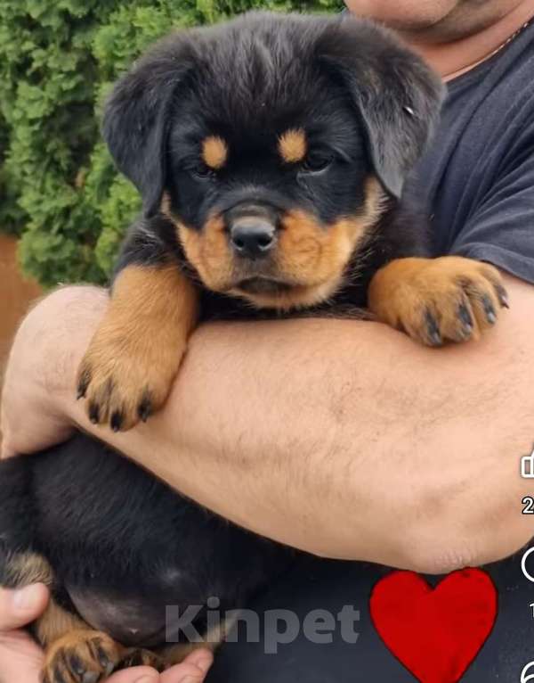 Собаки в Смоленске: Оксигор Хоусе Инди Девочка, 60 000 руб. - фото 3