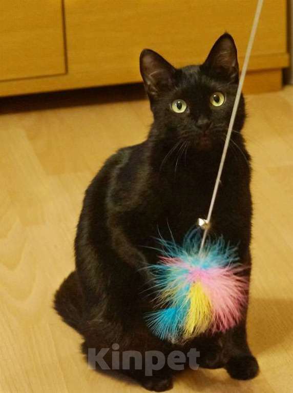 Кошки в Москве: Кошка Люси  в заботливые руки Девочка, Бесплатно - фото 3