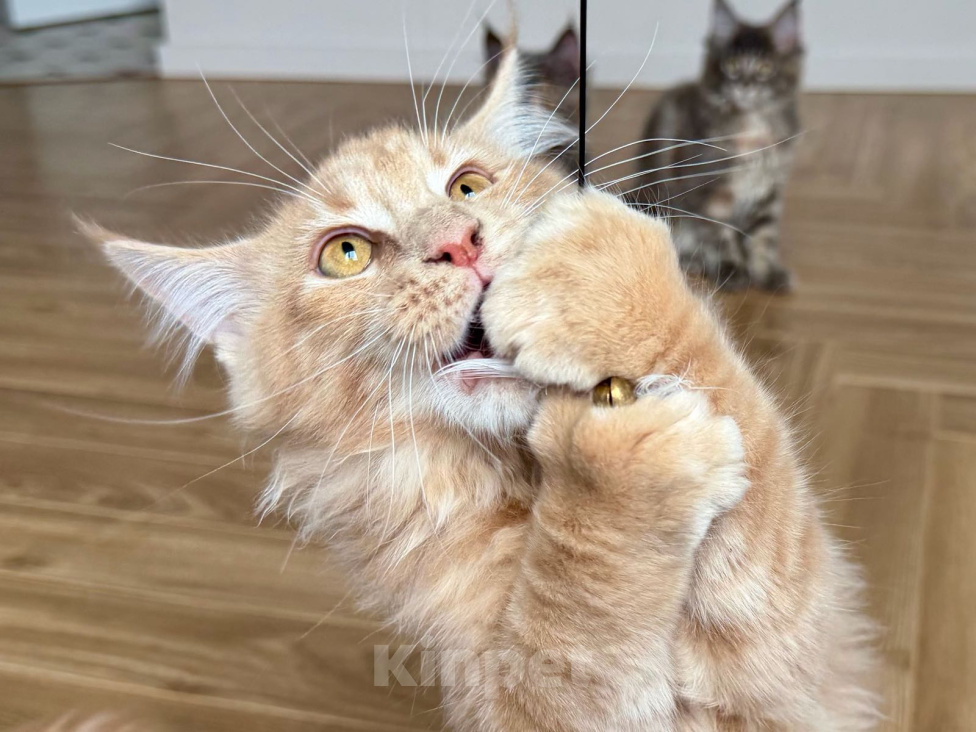 Кошки в Санкт-Петербурге: Продаю котят Мейн-Куна Мальчик, 50 000 руб. - фото 4