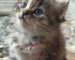 Кошки в Геленджике: Котенок в добрые руки Девочка, Бесплатно - фото 1