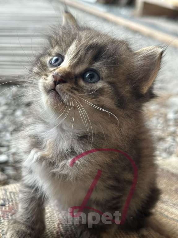 Кошки в Геленджике: Котенок в добрые руки Девочка, Бесплатно - фото 1