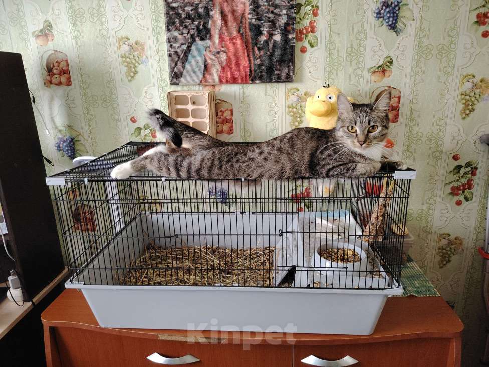 Кошки в Ангарске: Потерялась кошка Девочка, Бесплатно - фото 5
