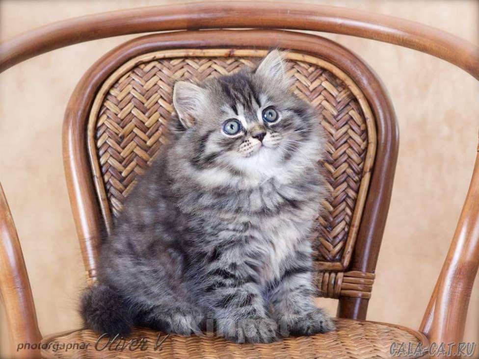 Кошки в Ливны: Шикарные котята Невской маскарадной, 10 000 руб. - фото 1
