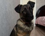 Собаки в Москве: Бельгийская овчарка,щенок в добрые руки  Девочка, Бесплатно - фото 3