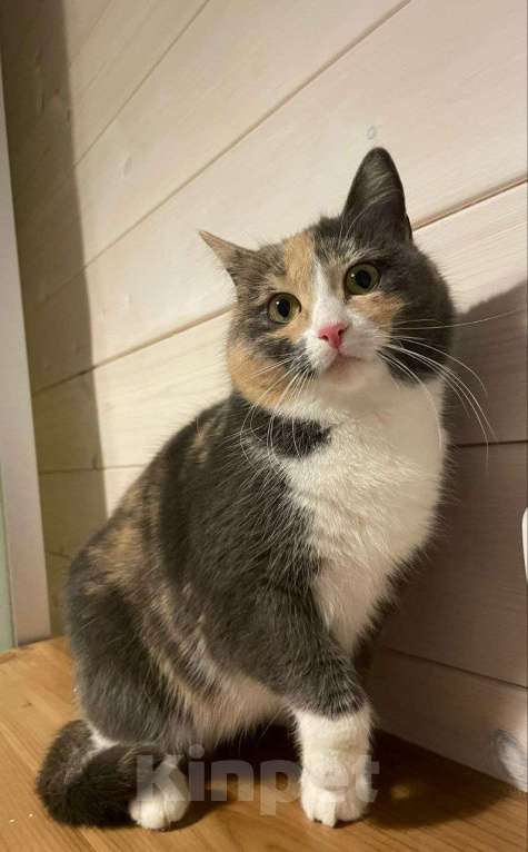 Кошки в Красногорске: Молодая кошечка Плюша ищет дом  Девочка, Бесплатно - фото 2