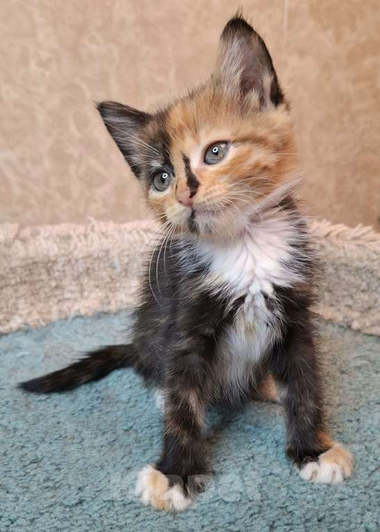 Кошки в Москве: Трехцветный котёнок в добрые руки  Девочка, Бесплатно - фото 7