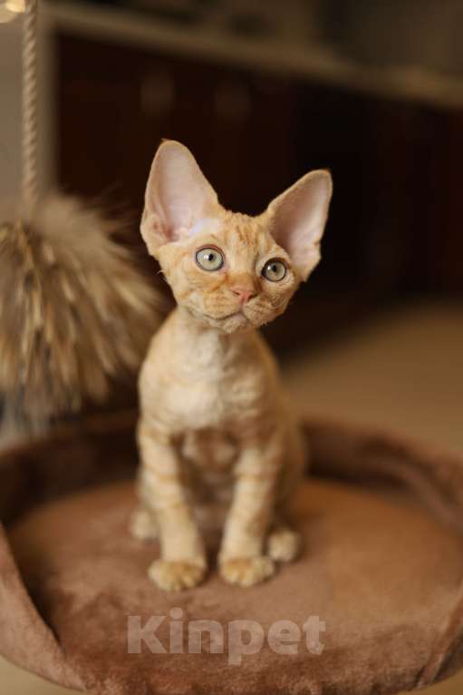 Кошки в Москве: Котята девон-рекс Мальчик, 60 000 руб. - фото 3