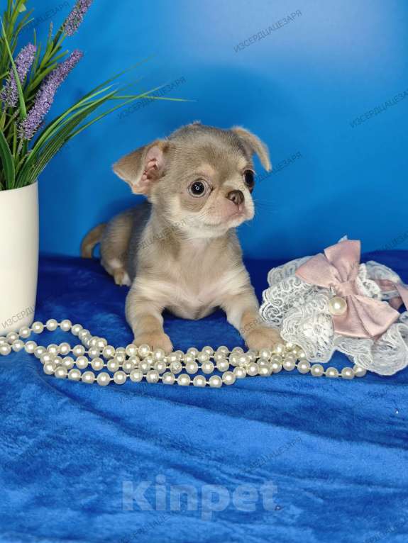 Собаки в Москве: Девочка лилового окраса Девочка, 65 000 руб. - фото 8