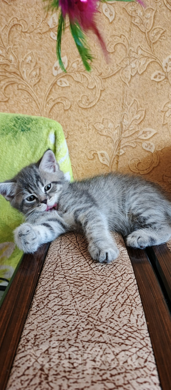 Кошки в Севастополе: Шотландский прямоухий котёнок Мальчик, 13 000 руб. - фото 7